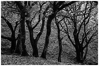 Cloud forest of endemic Island Oak, Santa Rosa Island. Channel Islands National Park ( black and white)