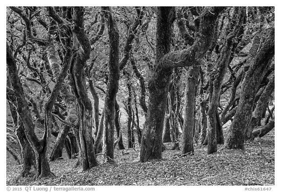 Endemic Island Oak (Quercus tomentella), Santa Rosa Island. Channel Islands National Park (black and white)