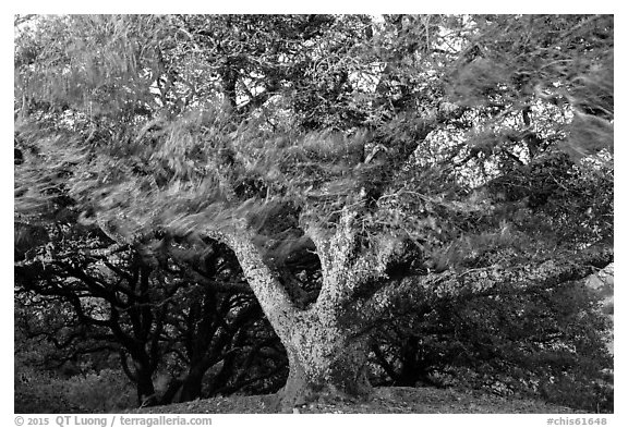 Island Oak (Quercus tomentella) and wind, Santa Rosa Island. Channel Islands National Park (black and white)