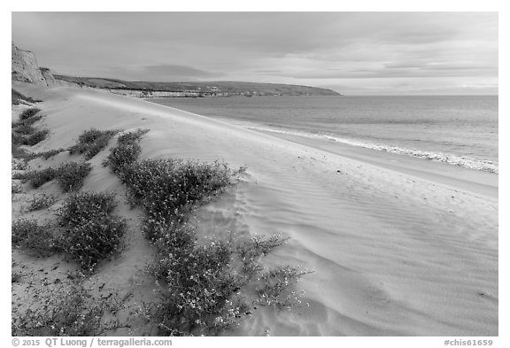 Flowers and dunes, Water Canyon Beach, Santa Rosa Island. Channel Islands National Park (black and white)