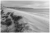 Flowers and dunes, Water Canyon Beach, Santa Rosa Island. Channel Islands National Park ( black and white)