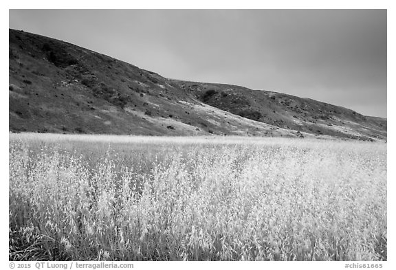 Grasses and hills, Santa Rosa Island. Channel Islands National Park (black and white)