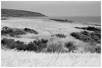 Golden grasses and Bechers Bay, Santa Rosa Island. Channel Islands National Park ( black and white)