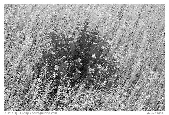 Close-up of flowers and yellow grasses, Santa Rosa Island. Channel Islands National Park (black and white)