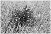 Close-up of flowers and yellow grasses, Santa Rosa Island. Channel Islands National Park ( black and white)