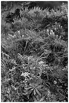 Lush slope with flowers and shrubs in Lobo Canyon, Santa Rosa Island. Channel Islands National Park ( black and white)