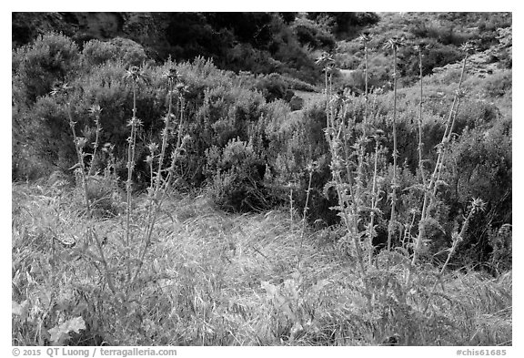 Thristles, Lobo Canyon, Santa Rosa Island. Channel Islands National Park (black and white)