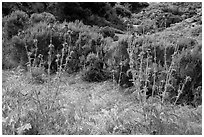 Thristles, Lobo Canyon, Santa Rosa Island. Channel Islands National Park ( black and white)