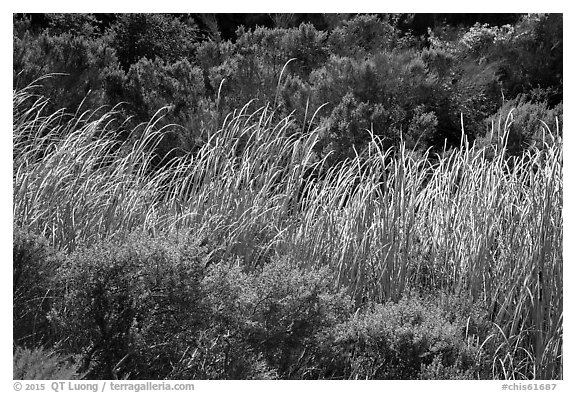 Reeds and green shrubs, Lobo Canyon, Santa Rosa Island. Channel Islands National Park (black and white)
