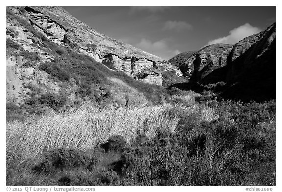 Riparian vegetation and cliffs, Lobo Canyon, Santa Rosa Island. Channel Islands National Park (black and white)