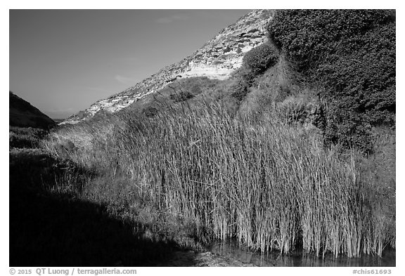 Reeds near the mouth of Lobo Canyon, Santa Rosa Island. Channel Islands National Park (black and white)