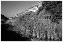 Reeds near the mouth of Lobo Canyon, Santa Rosa Island. Channel Islands National Park ( black and white)