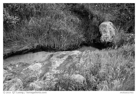 Close-up of stream and vegetation, Lobo Canyon, Santa Rosa Island. Channel Islands National Park (black and white)
