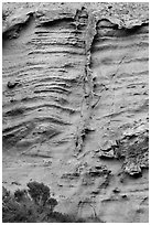 Shrubs and wall detail, Lobo Canyon, Santa Rosa Island. Channel Islands National Park ( black and white)