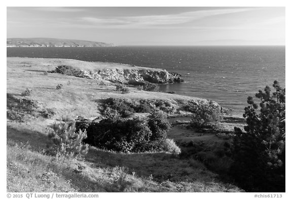 Torrey Pines and coastline near Black Point, Santa Rosa Island. Channel Islands National Park (black and white)