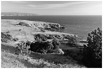 Torrey Pines and coastline near Black Point, Santa Rosa Island. Channel Islands National Park ( black and white)
