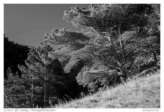 Santa Rosa Island Torrey Pines, Santa Rosa Island. Channel Islands National Park (black and white)
