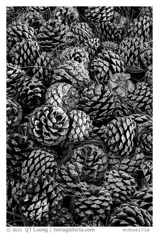 Fallen Torrey Pine cones, Santa Rosa Island. Channel Islands National Park (black and white)