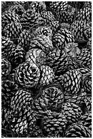 Fallen Torrey Pine cones, Santa Rosa Island. Channel Islands National Park ( black and white)