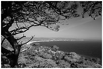Torrey Pine framing Bechers Bay, Santa Rosa Island. Channel Islands National Park ( black and white)