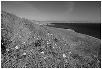 Poppies and grasses near Black Point, Santa Rosa Island. Channel Islands National Park ( black and white)