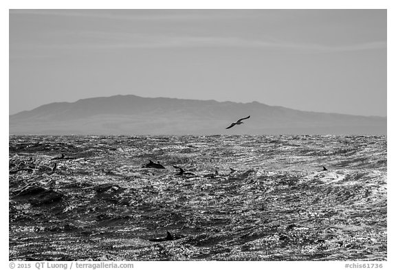 Pod of dolphins, seagall, and Santa Cruz Island. Channel Islands National Park (black and white)