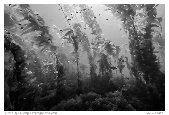 Giant macrocystis kelp anchored on ocean floor, Santa Barbara Island. Channel Islands National Park (black and white)