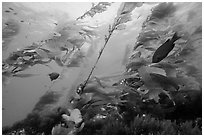 Fish and giant kelp plants, Santa Barbara Island. Channel Islands National Park ( black and white)