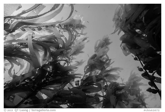 Looking up kelp canopy underwater, Santa Barbara Island. Channel Islands National Park (black and white)
