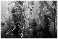 Kelp fronds and pneumatocysts, Santa Barbara Island. Channel Islands National Park ( black and white)
