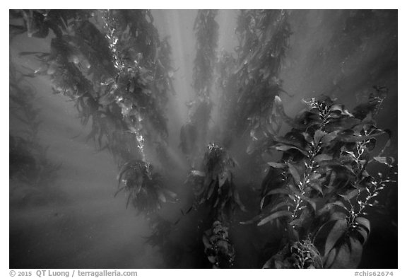 Sunrays looking down kelp forest, Santa Barbara Island. Channel Islands National Park (black and white)