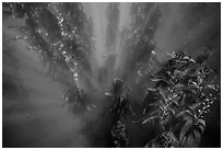 Sunrays looking down kelp forest, Santa Barbara Island. Channel Islands National Park ( black and white)