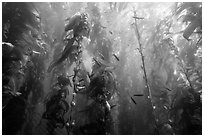 Kelp bed and fish, Santa Barbara Island. Channel Islands National Park ( black and white)
