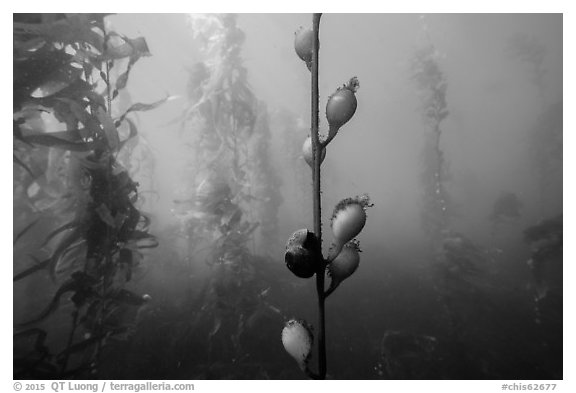 Pneumatocysts and kelp plants underwater, Santa Barbara Island. Channel Islands National Park (black and white)
