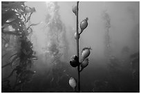 Pneumatocysts and kelp plants underwater, Santa Barbara Island. Channel Islands National Park ( black and white)