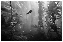 Fish in kelp forest, Santa Barbara Island. Channel Islands National Park ( black and white)