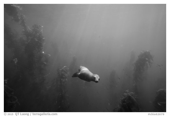 Sea lion and kelp plants, Santa Barbara Island. Channel Islands National Park (black and white)