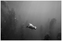 Sea lion and kelp plants, Santa Barbara Island. Channel Islands National Park ( black and white)