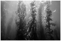 Giant kelp, Macrocystis pyrifera, Santa Barbara Island. Channel Islands National Park ( black and white)