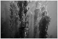 Underwater forest of giant kelp, Santa Barbara Island. Channel Islands National Park ( black and white)