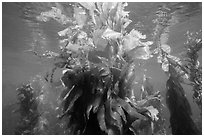 Kelp fronds and reflections, Santa Barbara Island. Channel Islands National Park ( black and white)