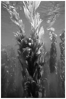 Kelp fronds in shallow water, Santa Barbara Island. Channel Islands National Park ( black and white)