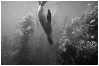 California sea lion diving in kelp forest, Santa Barbara Island. Channel Islands National Park ( black and white)