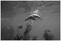 California sea lion under water surface above kelp, Santa Barbara Island. Channel Islands National Park ( black and white)