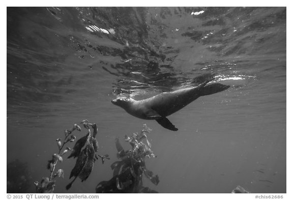 California sea lion swiming underwater, Santa Barbara Island. Channel Islands National Park (black and white)