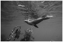 California sea lion swiming underwater, Santa Barbara Island. Channel Islands National Park ( black and white)