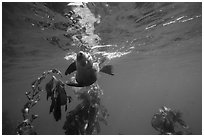 California sea lion swiming sideways, Santa Barbara Island. Channel Islands National Park ( black and white)