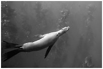 California sea lion and kelp forest underwater, Santa Barbara Island. Channel Islands National Park ( black and white)