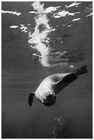 Sea lion swimming upside down with surface reflection, Santa Barbara Island. Channel Islands National Park ( black and white)