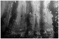 Giant kelp forest, Santa Barbara Island. Channel Islands National Park ( black and white)